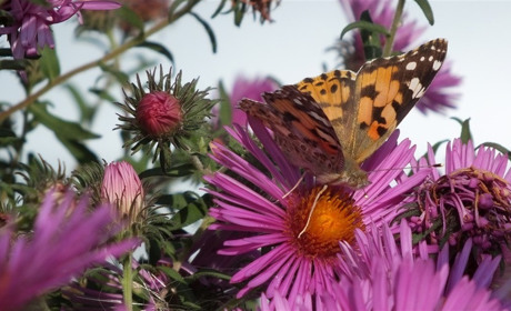 Погода на 30 серпня - 4 вересня: яким буде початок осені
