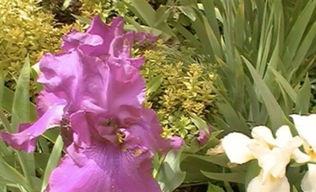 Квіти, як люди, на добро щедрі: поділіться відео та фото ваших квітників.