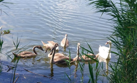 На Київщині виявили вірус пташиного грипу у диких лебедів