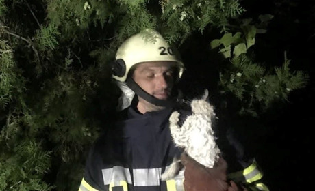 Пожарные за сутки спасли трех животных