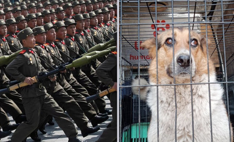 Фейк: на Сумщині евакуюють безпритульних тварин, бо військові КНДР "можуть їх з'їсти»