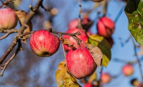 Місячний посівний календар на листопад 2024: що робити в саду та на городі