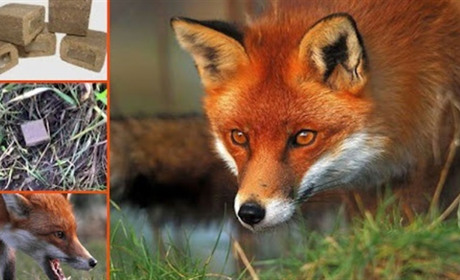 Увага! Розпочинається осіння кампанія з вакцинації диких тварин проти сказу