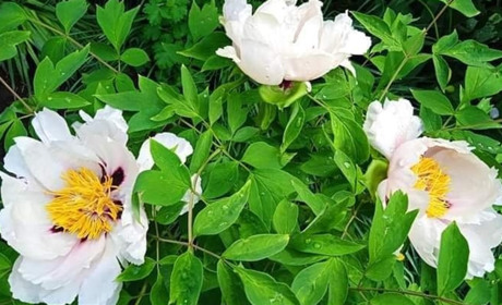 У школі села Черняхів пройшов конкурс, присвячений весні