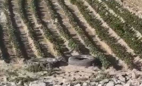 «Незламні»: городи на дні Каховського водосховища