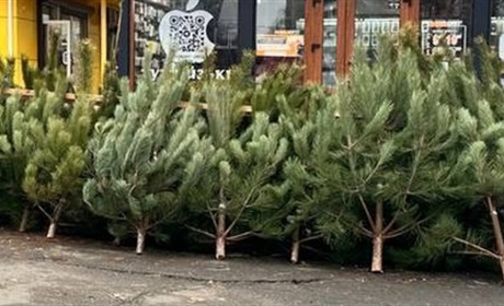 Продаж хвойних дерев у Південноукраїнську: ціни на ялинки та де їх купити
