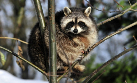 На вихідних синоптики Сумщини прогнозують до +18