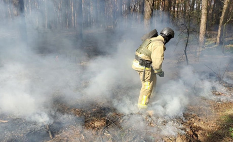 Рятувальники ліквідували лісову пожежу в Колісниківці: горіла хвойна підстилка