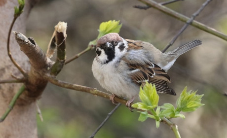 Погода у Старокостянтинові на 24-30 березня: періодично дощитиме