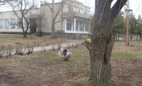 Поліція шукає свідків розстрілу окупантами жителів Новокаховської громади