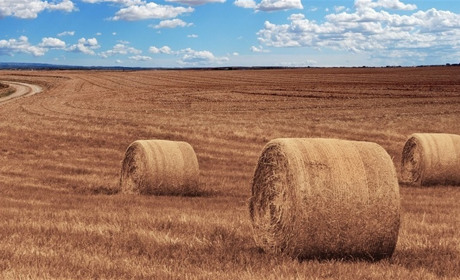 Цифра дня: скільки землі у Сватівському районі обробляють аграрії