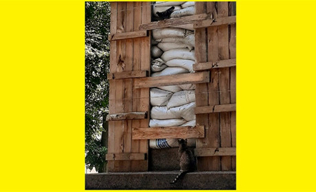 Кіт і голуби