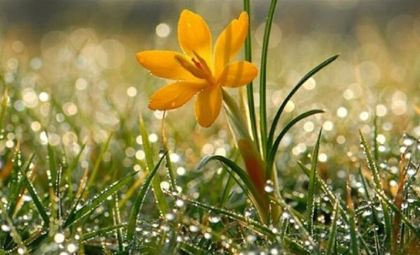 Синоптики прогнозують заморозки: погода на Сумщині та в Україні