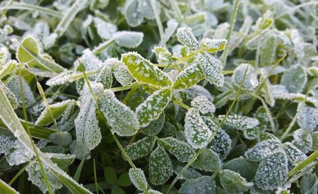 На Луганщині прогнозують сильні заморозки у повітрі і на ґрунті: що треба знати мешканцям Сватівщини