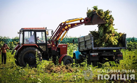 У Каховському районі знищили коноплю на 300 мільйонів