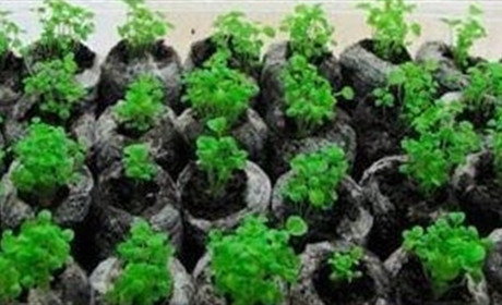Особенности использования верхового торфа для выращивания рассады	