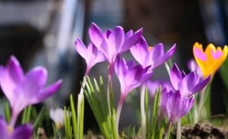Яка погода чекатиме смілян з 13 по 19 березня?