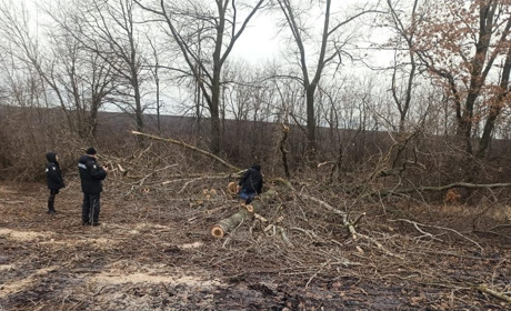 У Річках деревом вбило людину