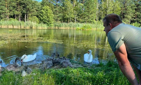 Славутські лісівники врятували лебедятко, яке заплуталося в рибальську волосінь