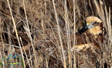 На Ізмаїльській станції юннатів допомогли врятувати червонокнижного птаха