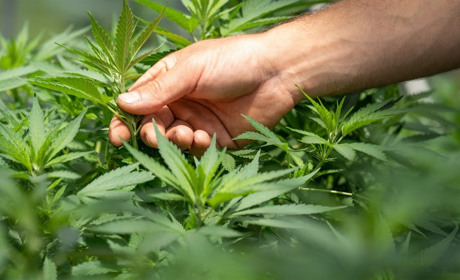 Наркопосіви були приховані від сторонніх очей