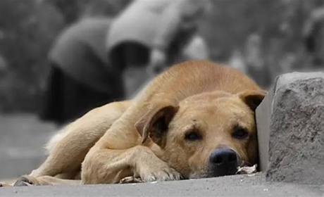 У Глухові вкотре зафіксували випадки отруєння та жорстокого поводження з тваринами. Що відбувається?