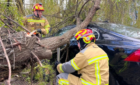 Вирвані з корінням дерева і заблоковані дороги: наслідки негоди на Житомирщині