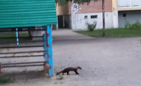 Рятувальники зловили куницю в Болгарському містечку