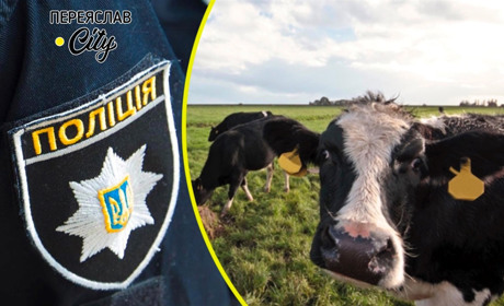 Із ферми в Ташані втекли корови і витоптали урожай жительки села: хроніка поліції