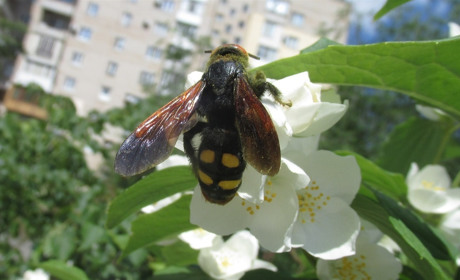 Гроза «носорогов». Самая крупная в Европе оса неплохо себя чувствует в Мелитополе