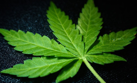 У мешканця Мілуватки Сватівського району знайшли марихуану. Він може отримати термін до трьох років