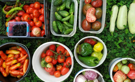 Без зайвих зусиль: ефективні екологічні методи боротьби зі шкідниками і хворобами для гарних врожаїв