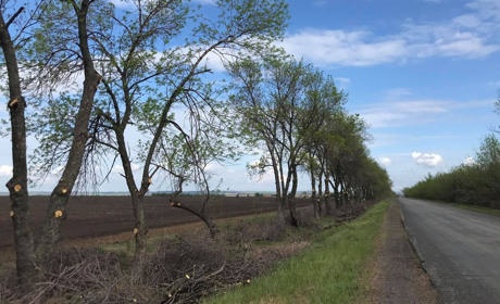 На околиці Петропавлівки, при в’їзді від селища Залізничне, окультурили дерева та розчистили узбіччя