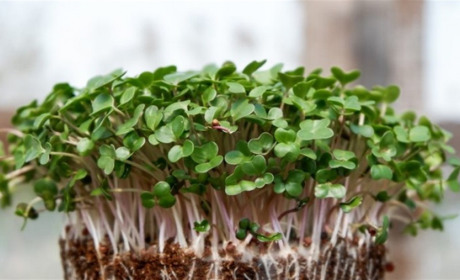 Як виростити вдома мікрогрін? Інструкція від нікопольчанки Юлії Шумари