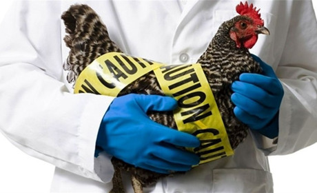 Пташиний грип продовжує ширитись Білопільщиною: РНК вірусу виявлено в Товсті