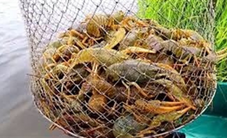 У сітці було 33 раки. Горе-рибаку з Нетішина доведеться відшкодувати понад 100 тисяч гривень