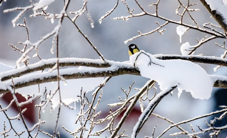 З теплом чи з морозами: якою буде наступна зима?