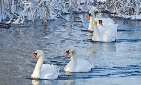 У Дар'ївці з крижаного полону визволили лебедів (фото)