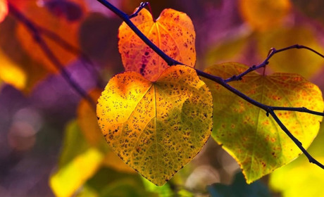 Початок тижня на Сумщині буде теплим, синоптики дощів не прогнозують