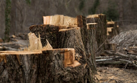 Час «чорних лісорубів». Скільки ж треба викрити таких угруповань, щоб зберегти лісосмуги