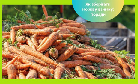 Як зберегти моркву на зиму, щоб вона не запліснявіла — прості способи та поради