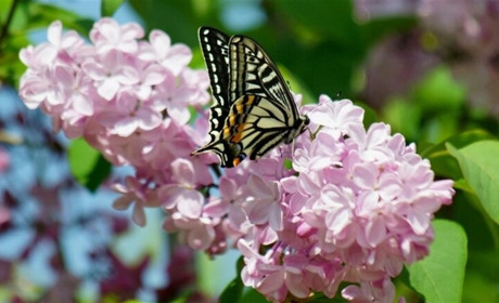 Погода на Сумщині та в Україні у найближчі вихідні: що прогнозують синоптики