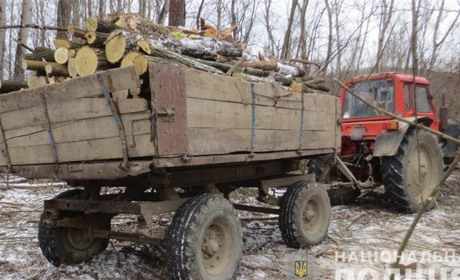 У Шипинцях четверо місцевих незаконно рубали дерева, правоохоронці відкрили кримінальне провадження