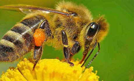 Щорічне протистояння: пестициди і пасіка. Як уникнути отруєння бджіл