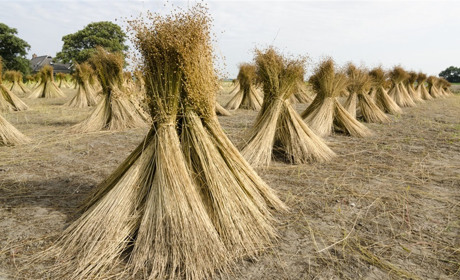 Поліський льон-довгунець уже в історії: на Рівненщині повністю розвалена база для його переробки