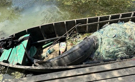 На Одещині браконьєри вбили 110-кілограмову рибу з ікрою: вона занесена до Червоної книги