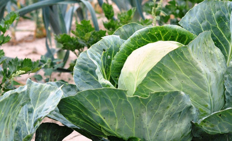 Ще троє барчан отримали фінансову допомогу в межах проєкту «Урожайний шлях»