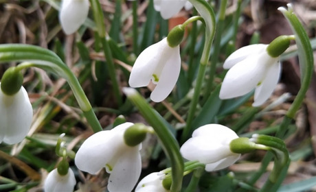 Прогнози кліматологів: коли чекати весну на Сарненщині