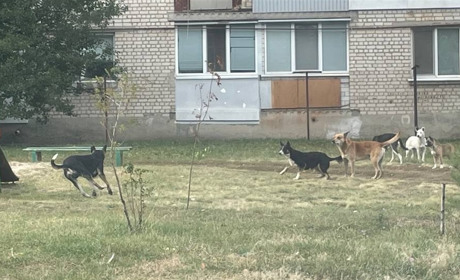 В Україні запускають єдиний реєстр домашніх тварин, а в Краснограді продовжуються напади собак