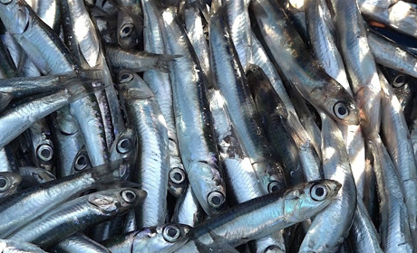 Масова загибель хамси в Молочному лимані, встановлюються причини її мору 